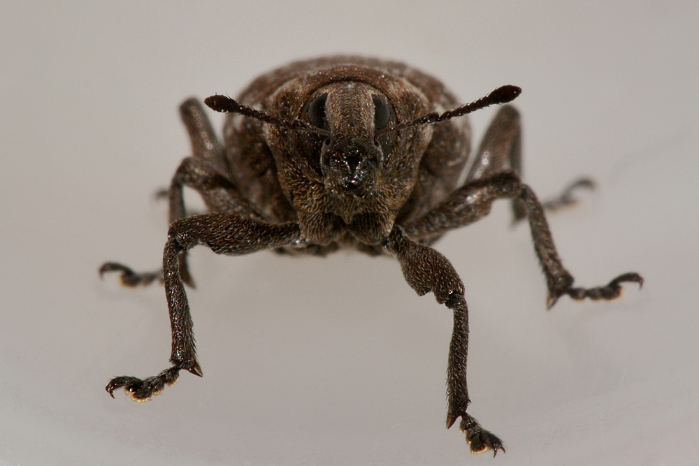 Curculionidae:  Lepyrus capucinus